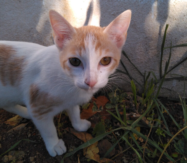 multimedia-foto54043-846-1