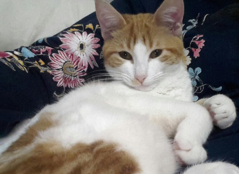 multimedia-foto54061-650-1