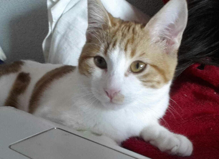 multimedia-foto54062-651-1