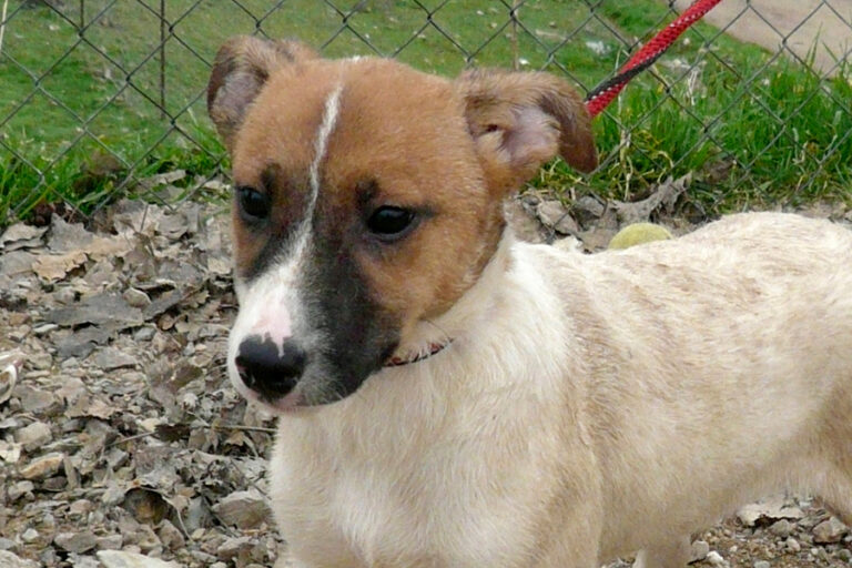 multimedia-foto54218-798-1