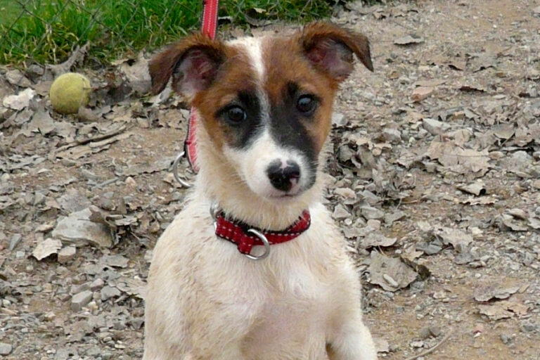 multimedia-foto54228-961-1