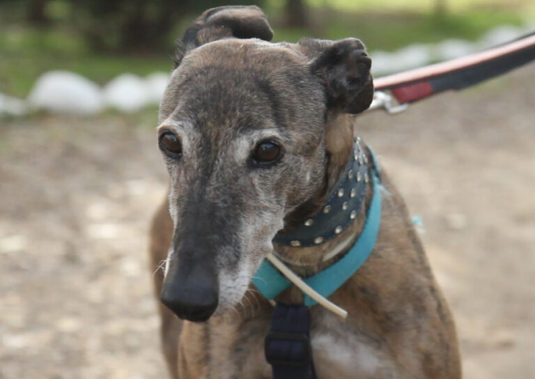 multimedia-foto54304-260-1