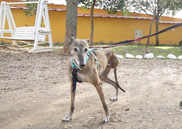 multimedia-foto54306-260-1