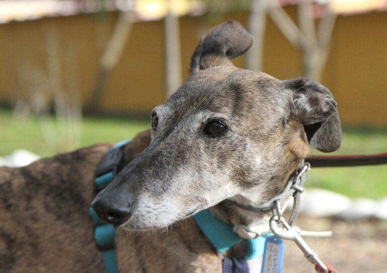 multimedia-foto54307-260-1