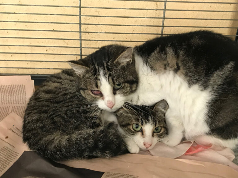 multimedia-foto54313-443-1