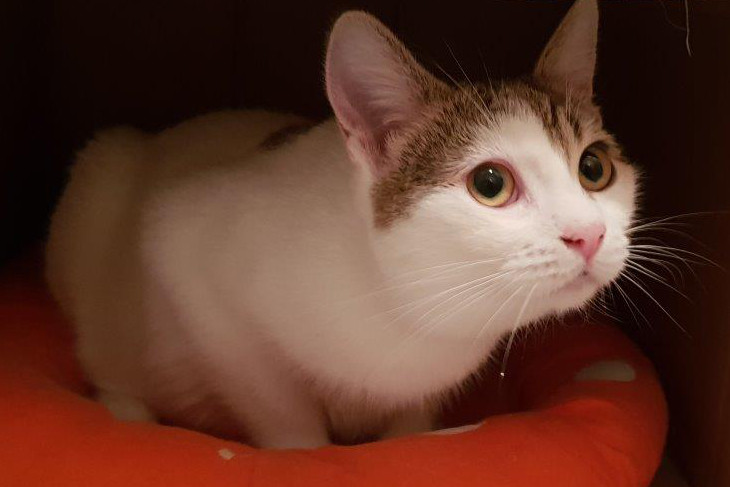 multimedia-foto54348-174-1