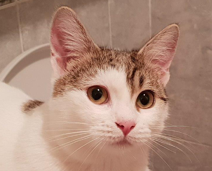 multimedia-foto54352-175-1