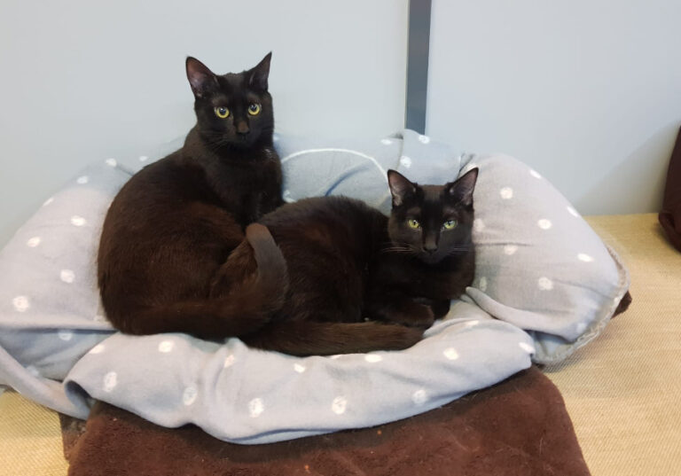 multimedia-foto54496-943-1