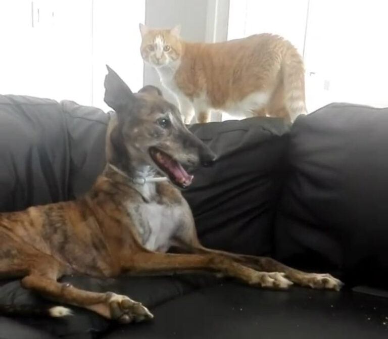 multimedia-foto54555-212-1