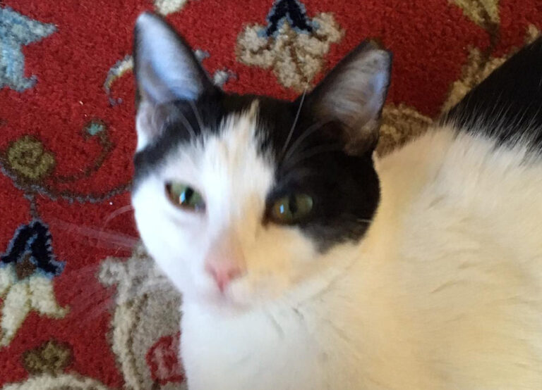 multimedia-foto54634-713-1