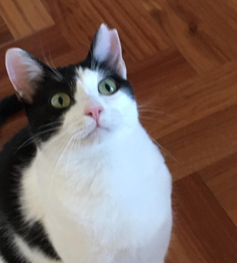 multimedia-foto54636-874-1