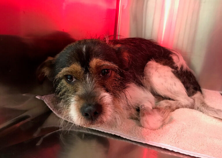 multimedia-foto54705-547-1