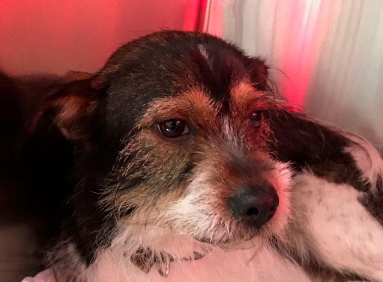 multimedia-foto54706-547-1