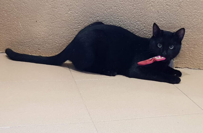 multimedia-foto54736-412-1