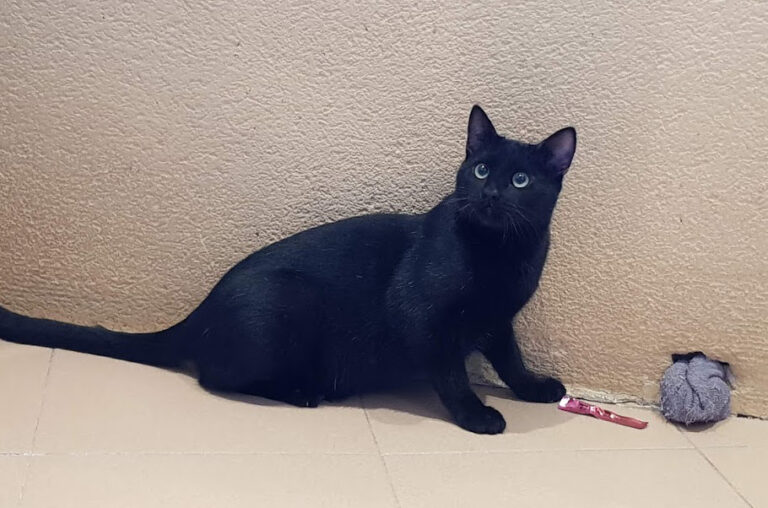 multimedia-foto54741-412-1