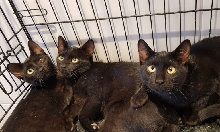 multimedia-foto54742-413-1