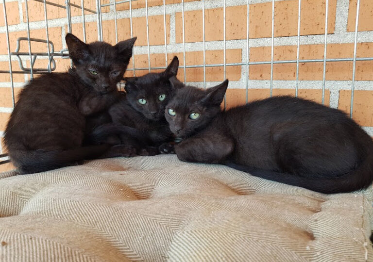 multimedia-foto54743-413-1