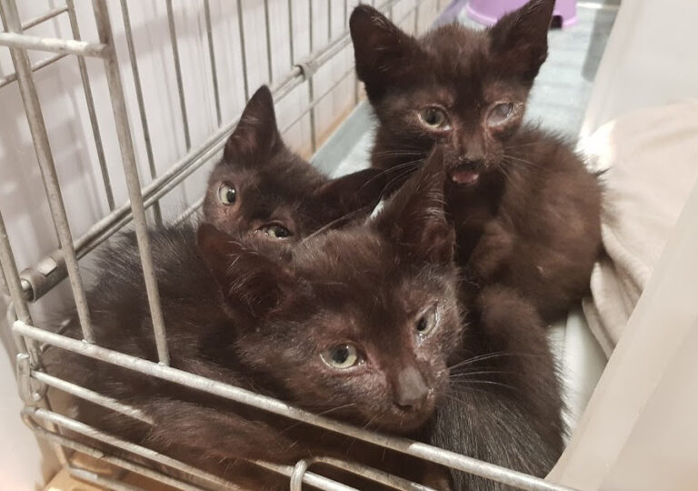 multimedia-foto54744-413-1