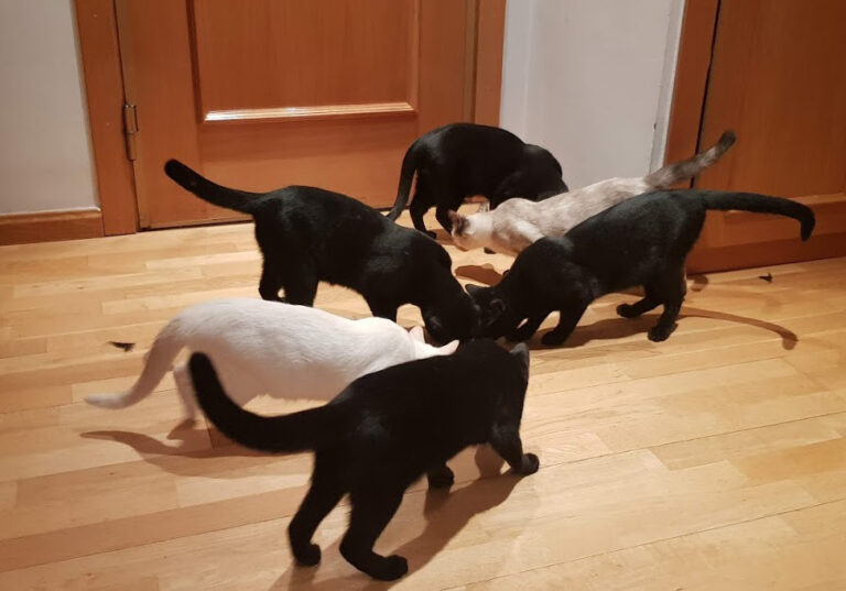 multimedia-foto54746-413-1