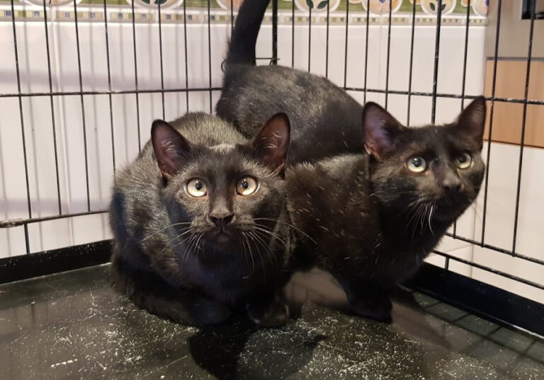 multimedia-foto54758-564-1