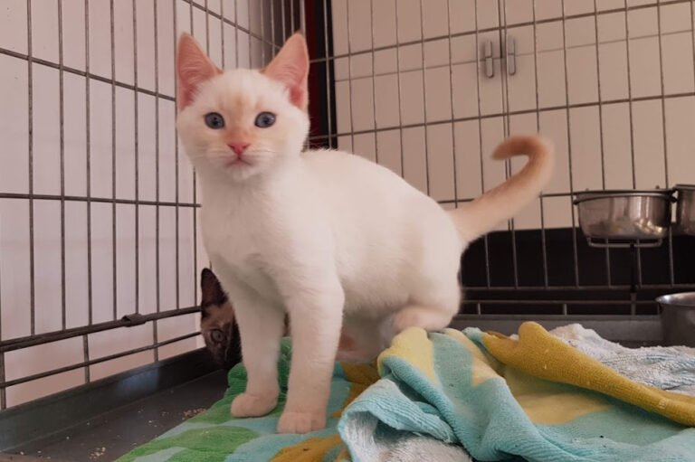 multimedia-foto54774-229-1