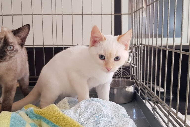 multimedia-foto54776-230-1