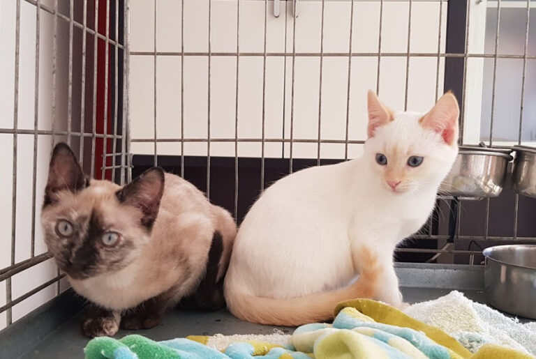 multimedia-foto54777-230-1