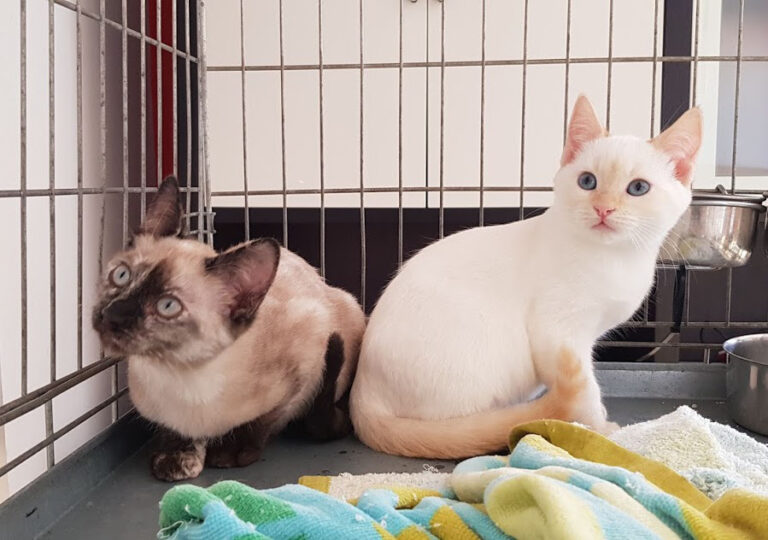 multimedia-foto54778-230-1