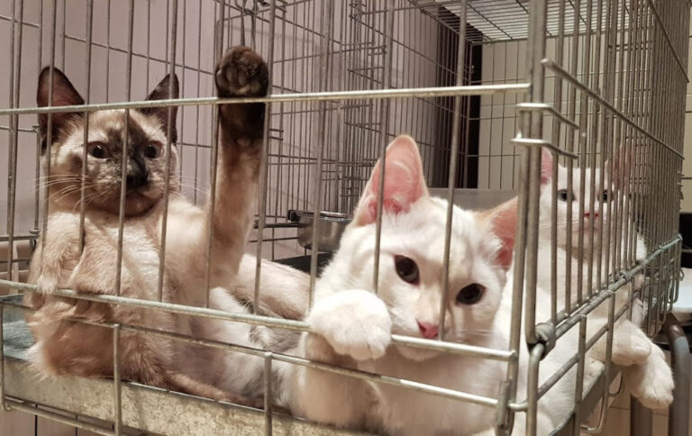 multimedia-foto54779-230-1