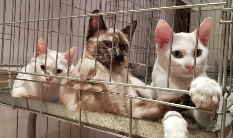 multimedia-foto54780-231-1