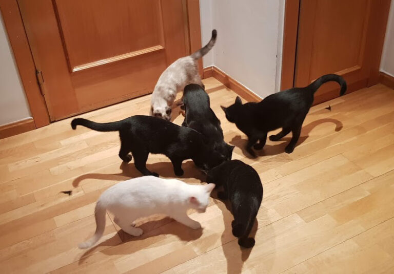 multimedia-foto54782-231-1