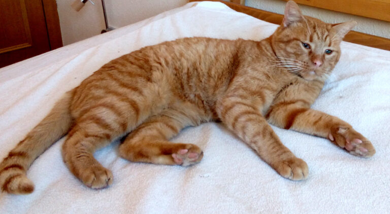 multimedia-foto54800-92-1