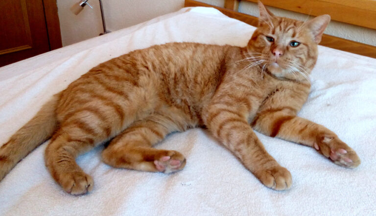 multimedia-foto54802-93-1