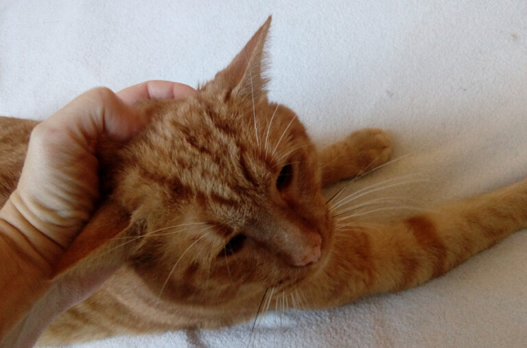 multimedia-foto54803-93-1