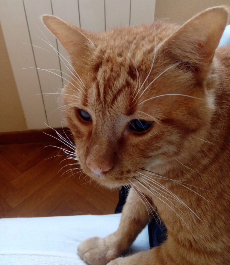 multimedia-foto54804-93-1