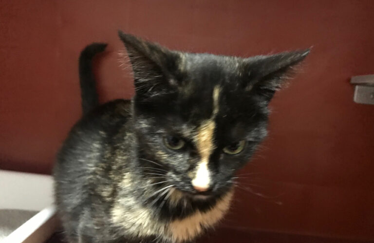 multimedia-foto54827-810-1