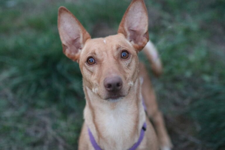 multimedia-foto54879-574-1