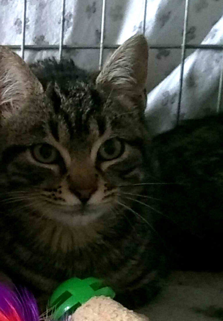 multimedia-foto54927-790-1