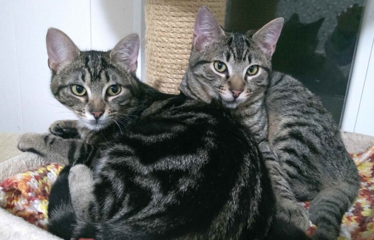 multimedia-foto54932-791-1