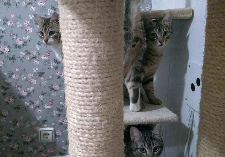 multimedia-foto54933-791-1