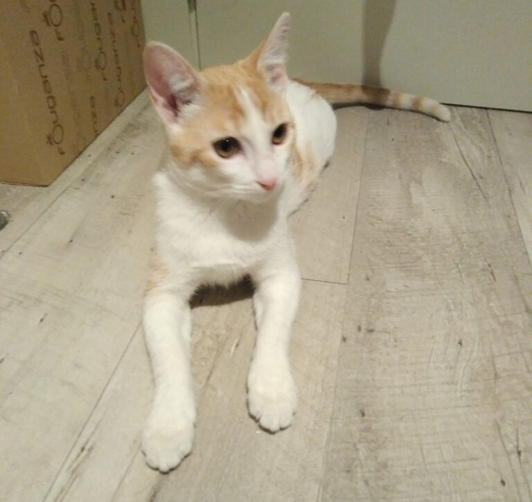 multimedia-foto54990-1000-1