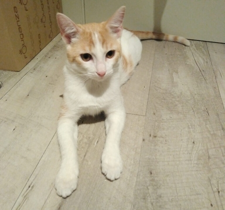 multimedia-foto54991-1-1