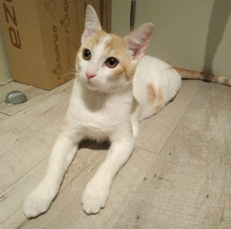 multimedia-foto54992-1-1