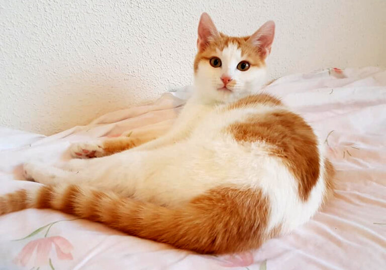 multimedia-foto55039-898-1