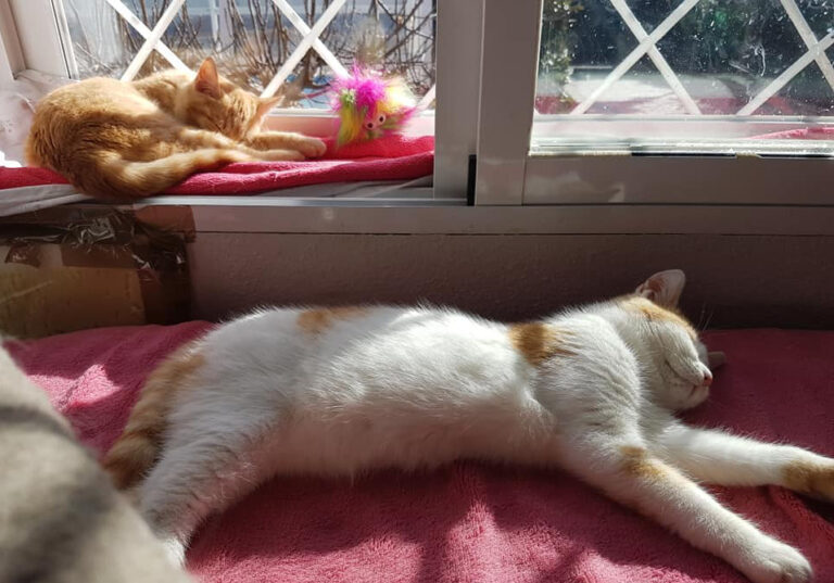 multimedia-foto55040-898-1