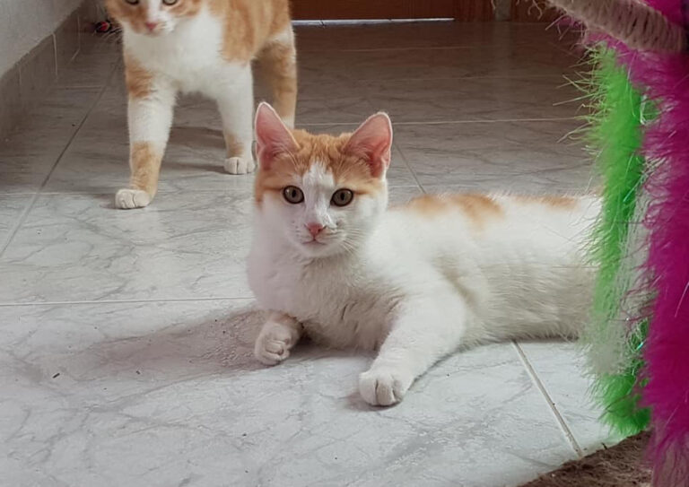 multimedia-foto55041-898-1