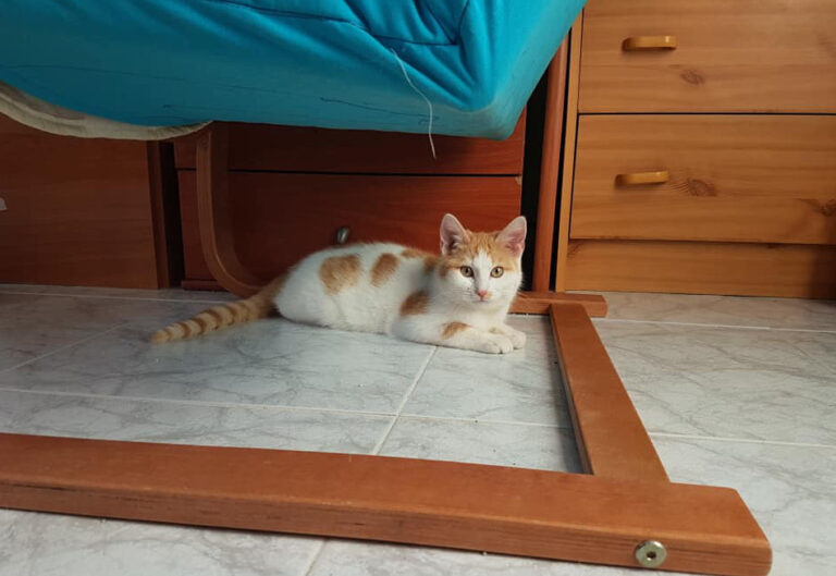 multimedia-foto55042-899-1