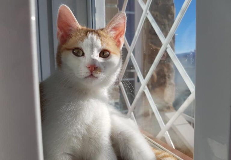 multimedia-foto55043-899-1