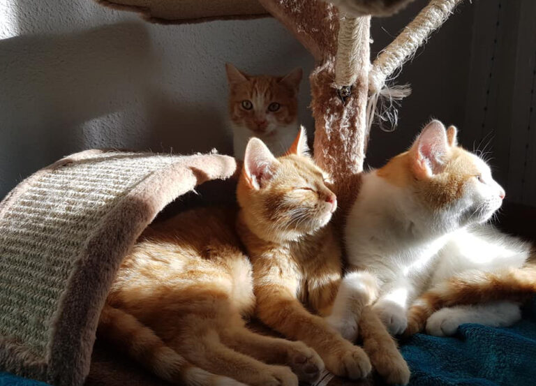 multimedia-foto55044-899-1