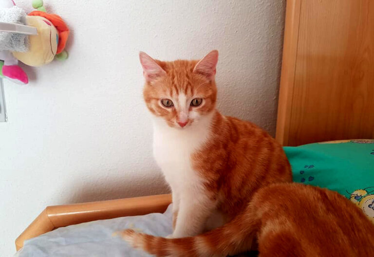 multimedia-foto55045-953-1